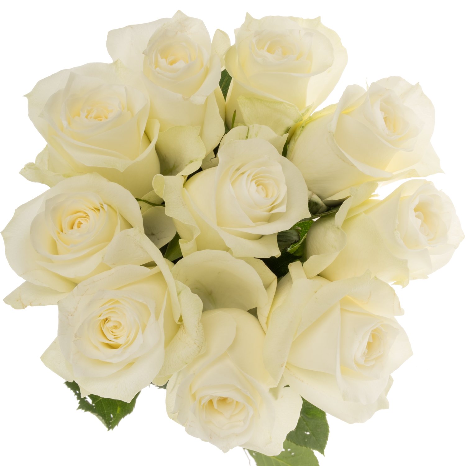 Rose weiss Proud Import 50cm