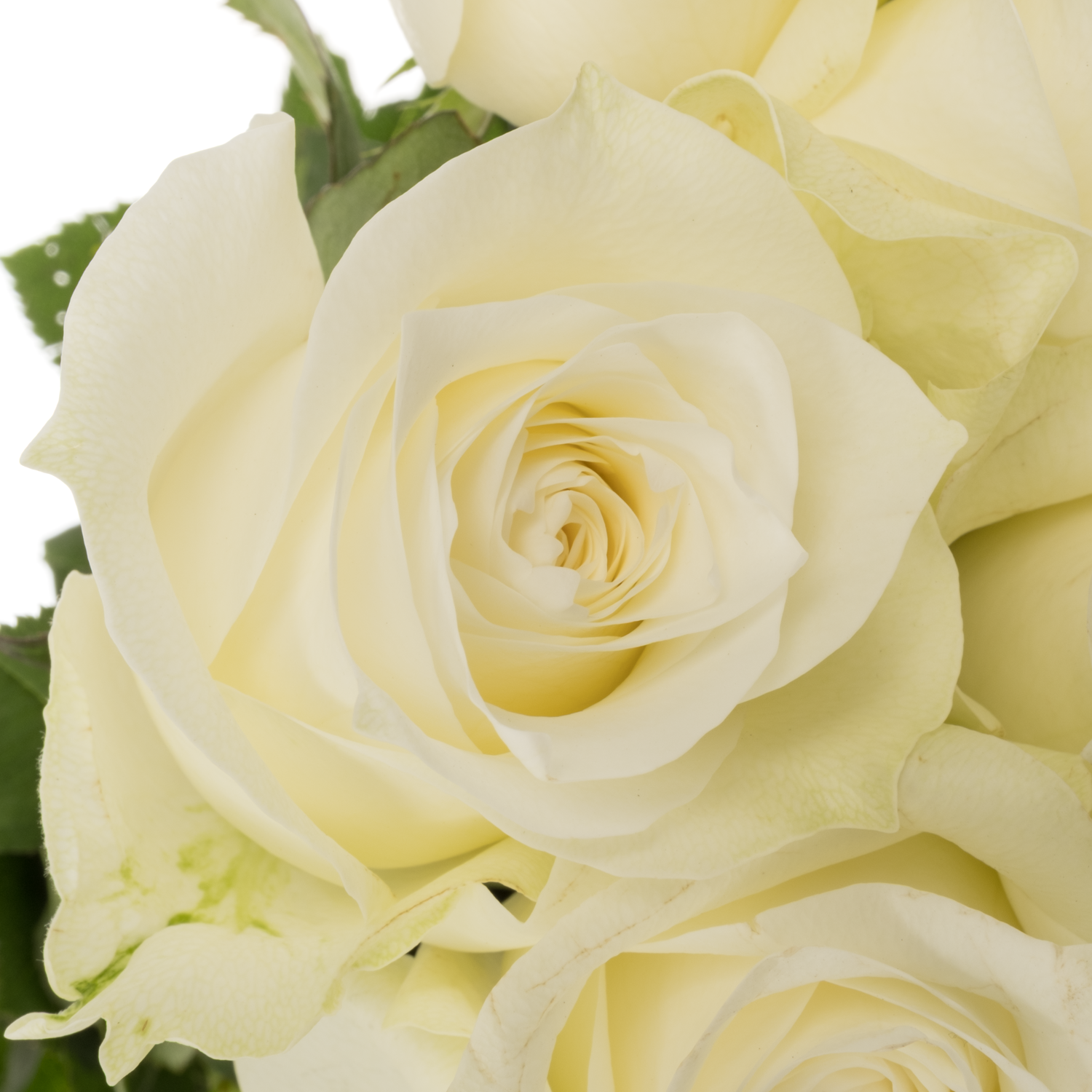 Rose weiss Proud Import 50cm