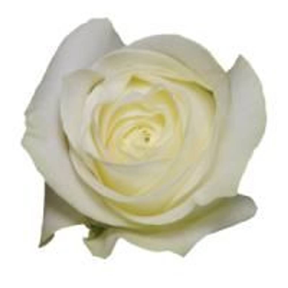Rose weiss Proud Import 50cm
