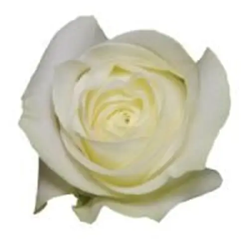 Rose weiss Proud Import 50cm