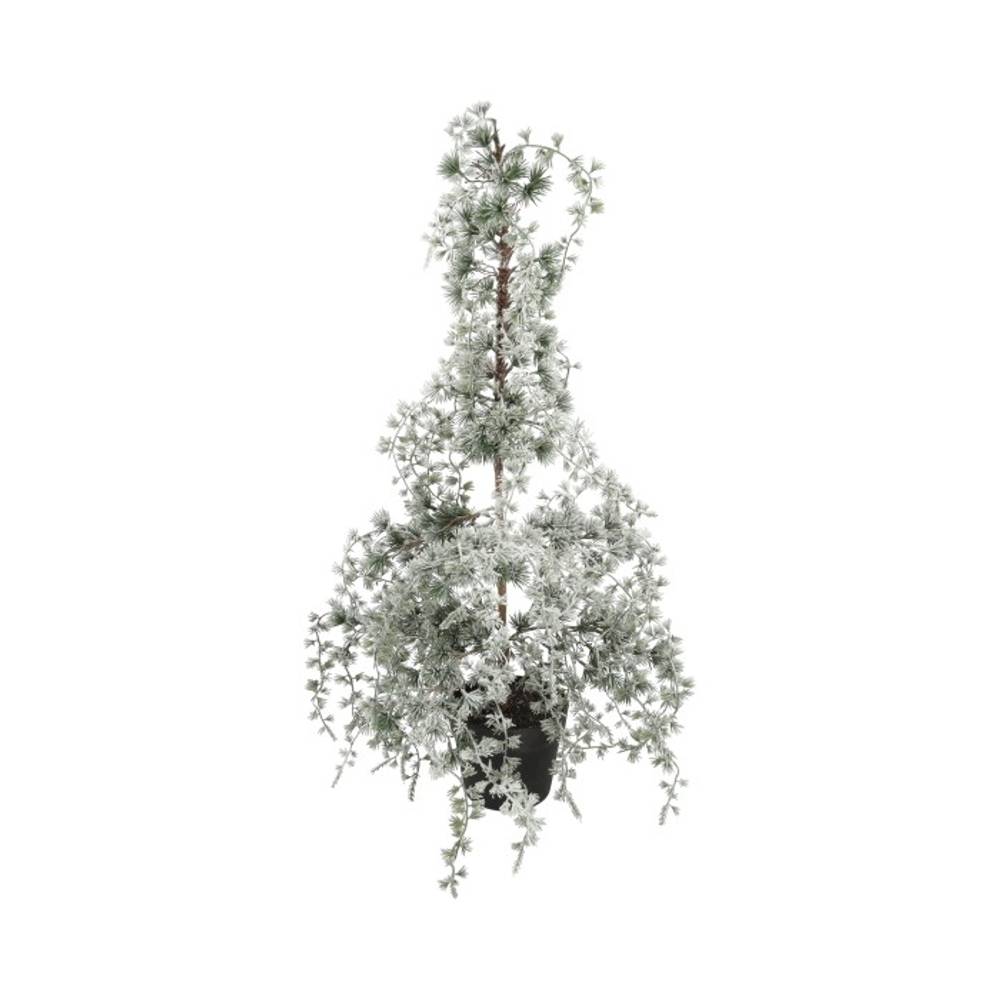 Baum Hängekiefer Schnee D40cm H90cm