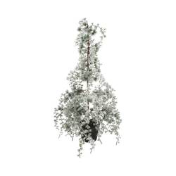 Baum Hängekiefer Schnee D40cm H90cm