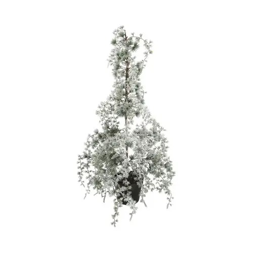 Baum Hängekiefer Schnee D40cm H90cm