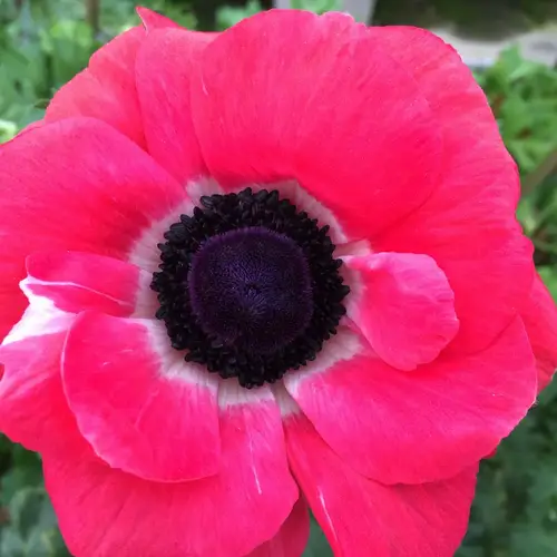 Anemone fuchsia Mistral Shock P. Italien 40cm x 30