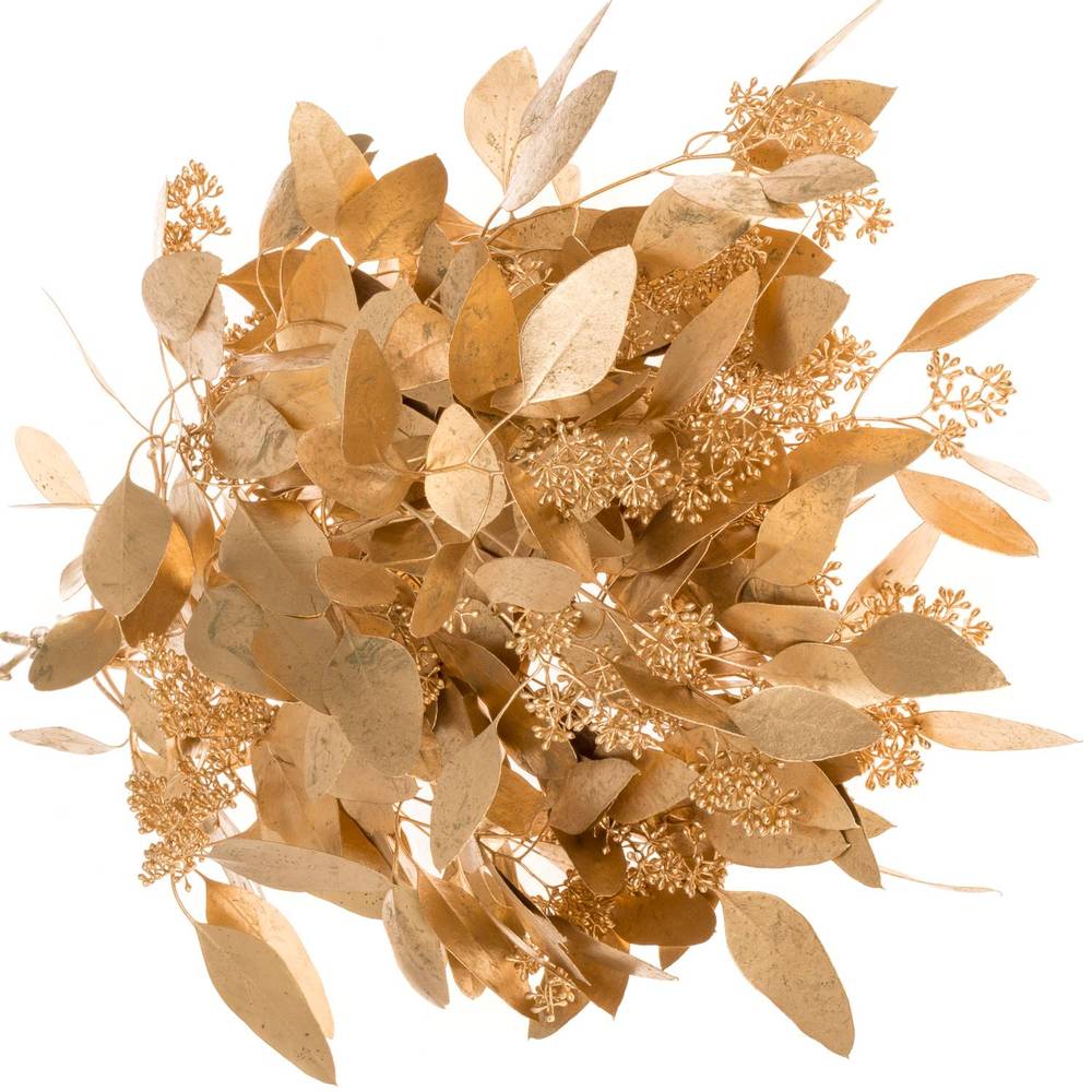 Populus antique gold Frucht gefärbt 300 Gramm 65cm