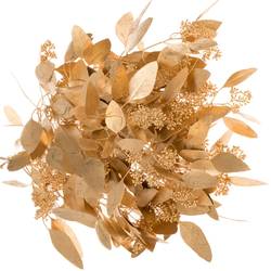 Populus antique gold Frucht gefärbt 300 Gramm 65cm