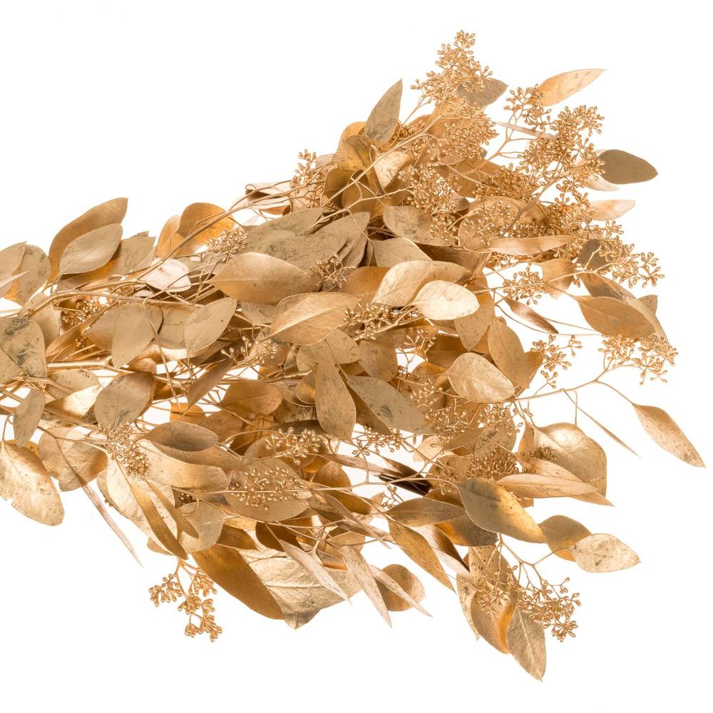 Populus antique gold Frucht gefärbt 300 Gramm 65cm