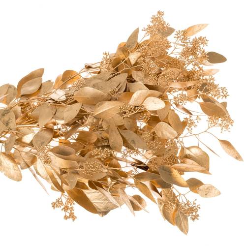 Populus antique gold Frucht gefärbt 300 Gramm 65cm