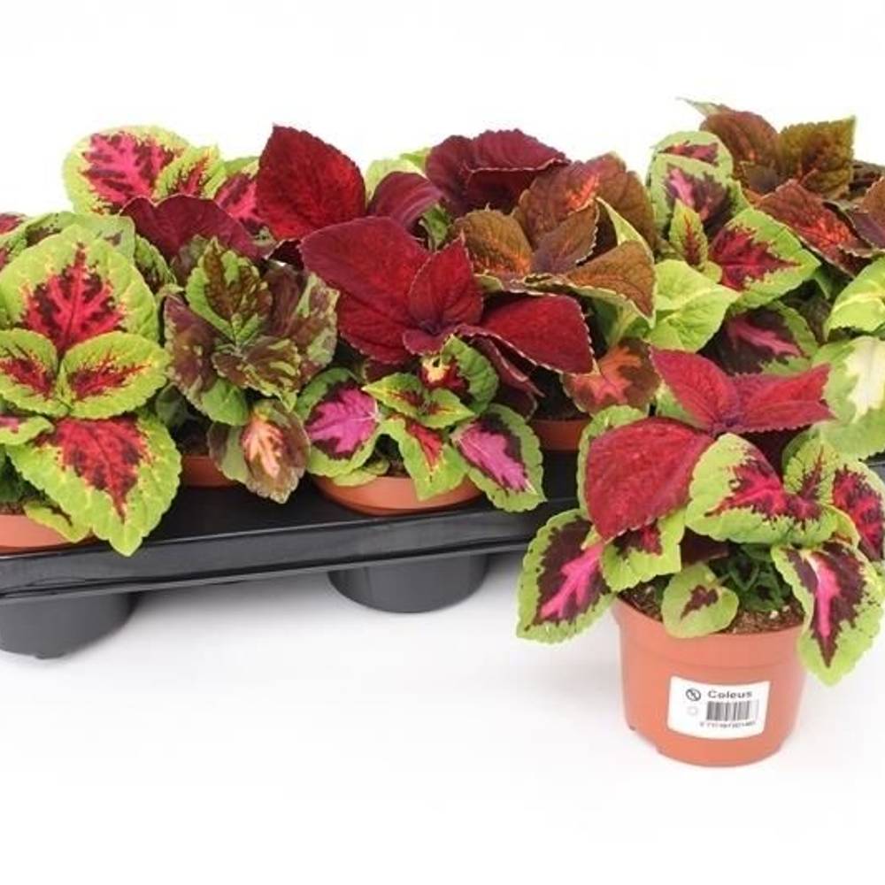Coleus mix Wizard T10,5 H017