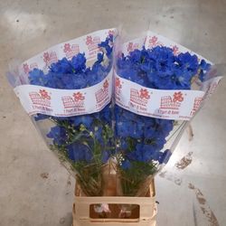 Delphinium blau Jenny 70cm