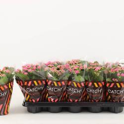 Kalanchoe Gef. rosa Catchy Season T10,5 H023