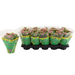 Kalanchoe Gef. rosa Catchy Season T10,5 H023