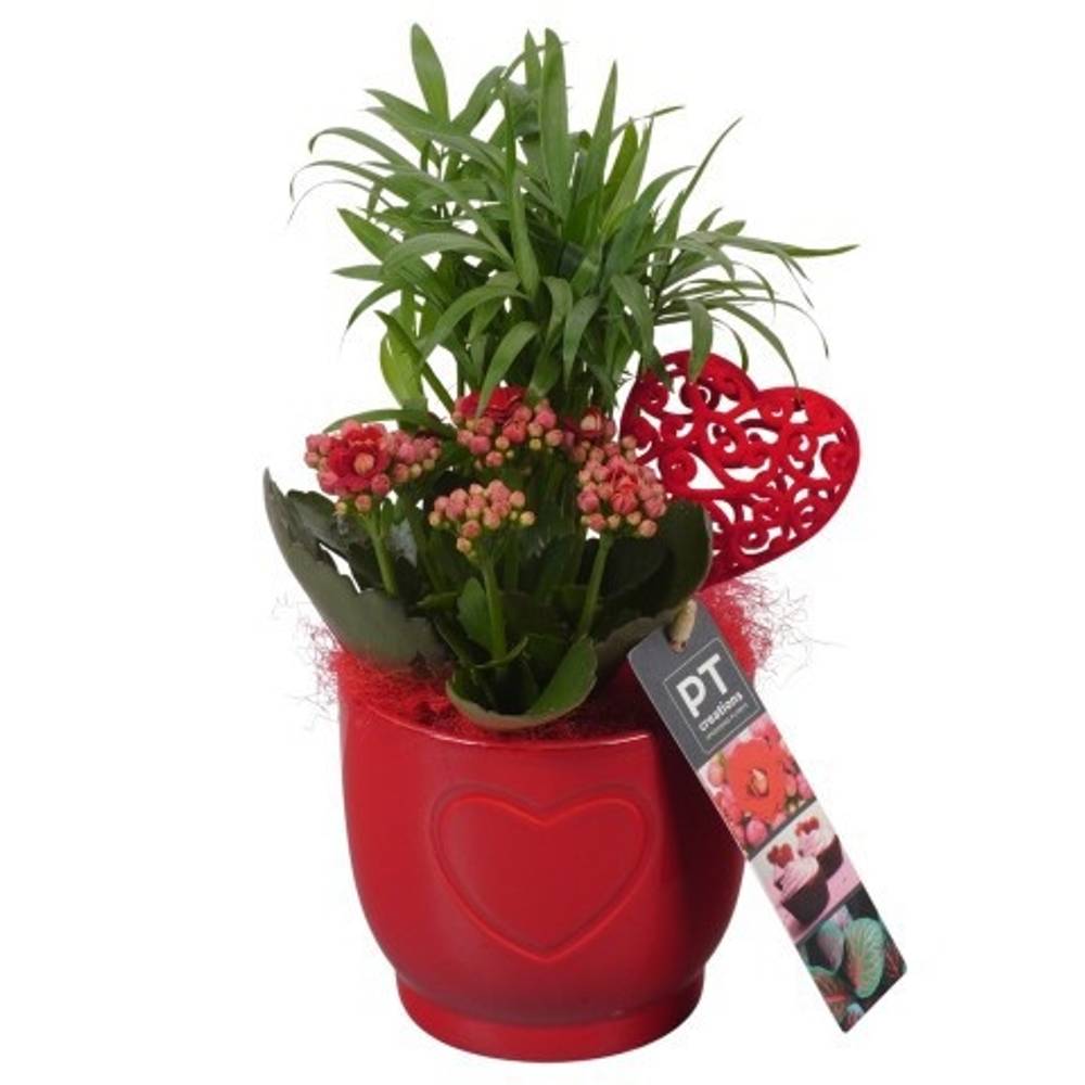 Chamaed.Arr PTVMB2253 T11 H025