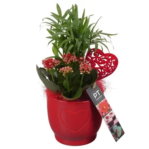 Chamaed.Arr PTVMB2253 T11 H025