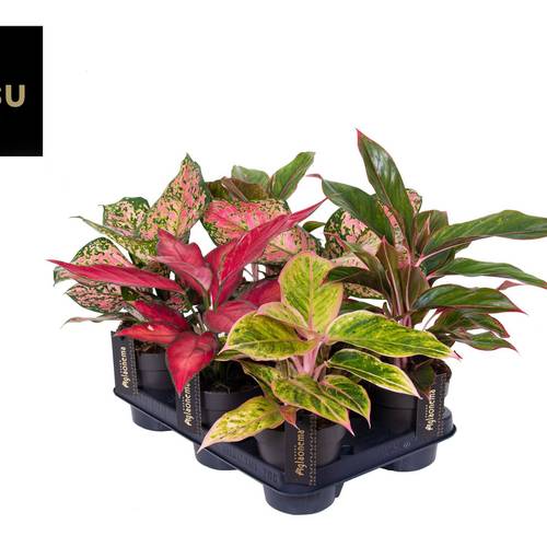 Aglaonema mix T12 H030