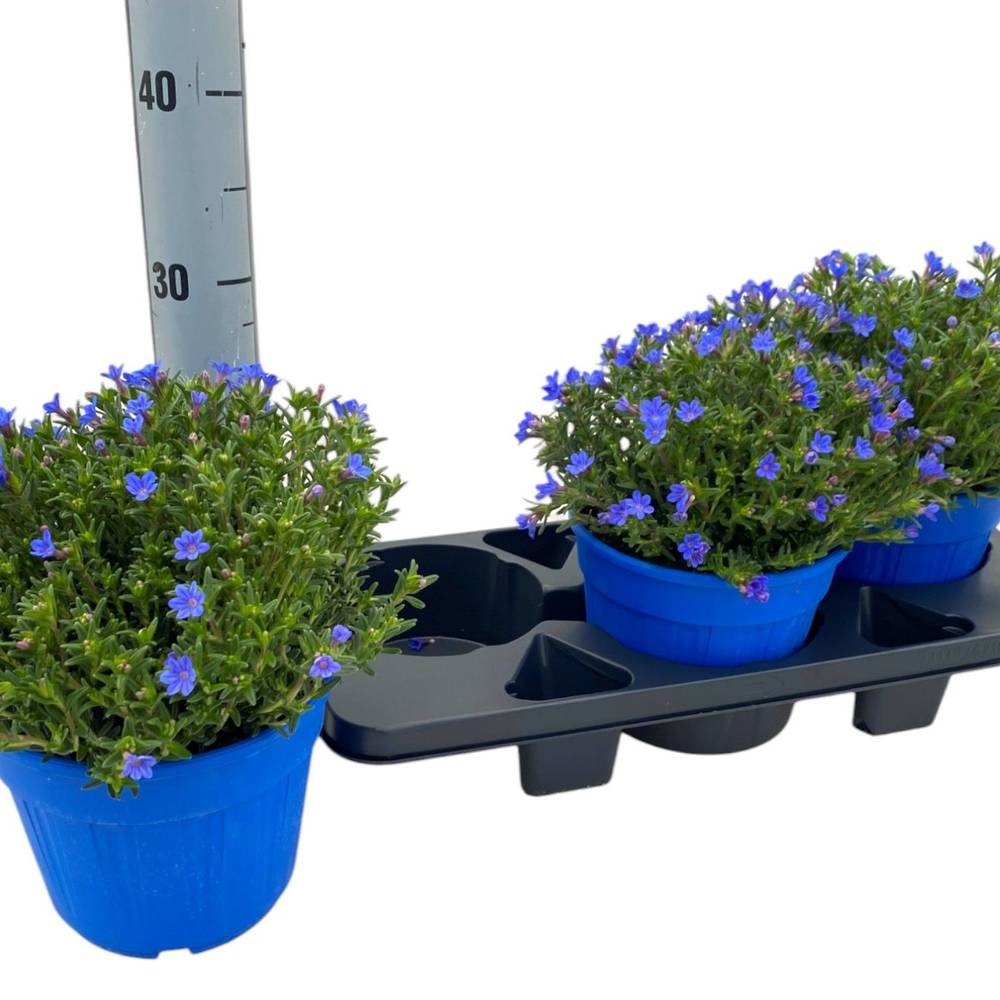 Lithodora blau Diffusa T18 H040