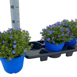 Lithodora blau Diffusa T18 H040