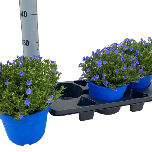 Lithodora blau Diffusa T18 H040