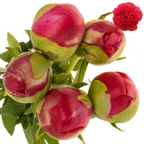 Pfingstrose rot gefüllt Performance  60cm