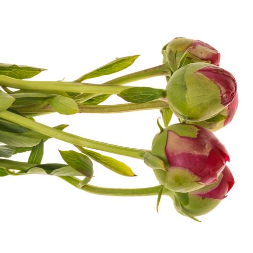 Pfingstrose rot gefüllt Performance  60cm