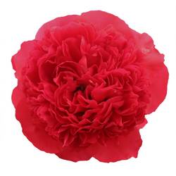 Pfingstrose rot gefüllt Performance  60cm