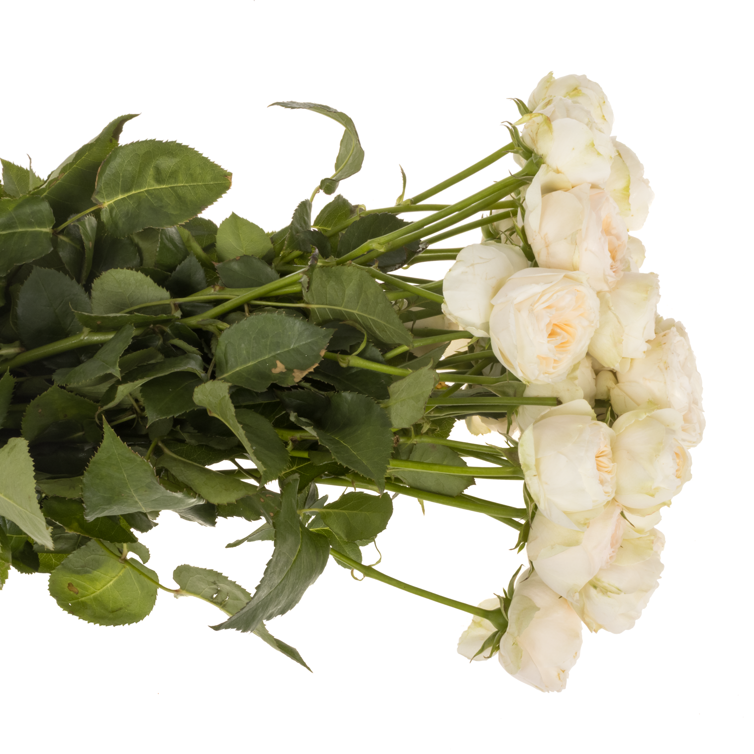 Rose verzweigt aprico Grandma Romy 3+Blüte 50cm