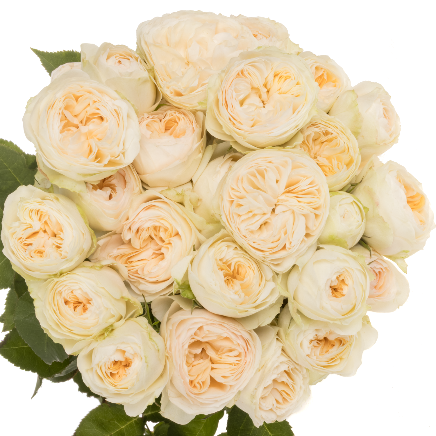 Rose verzweigt aprico Grandma Romy 3+Blüte 50cm