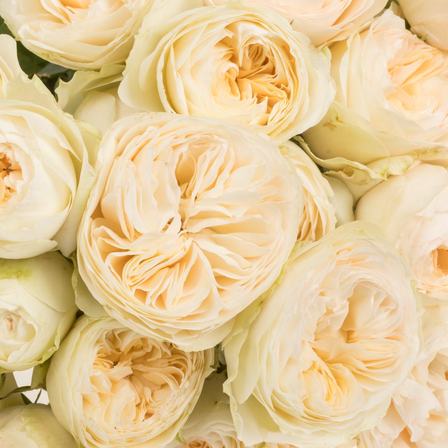 Rose verzweigt aprico Grandma Romy 3+Blüte 50cm