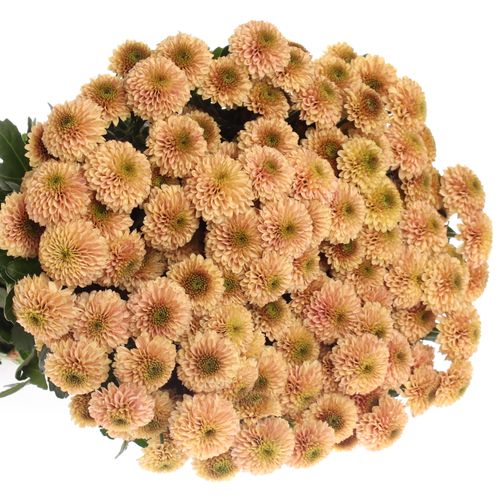 Santini apricot Doria 55cm 1000 Gramm