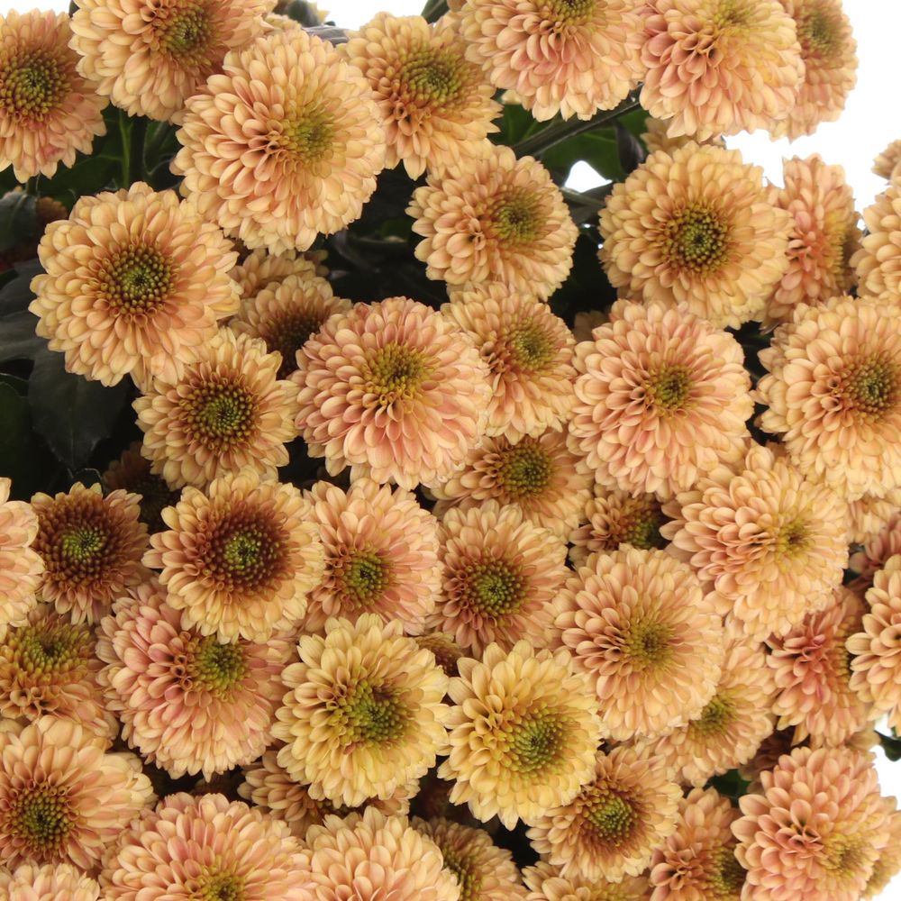 Santini apricot Doria 55cm 1000 Gramm