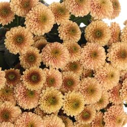 Santini apricot Doria 55cm 1000 Gramm