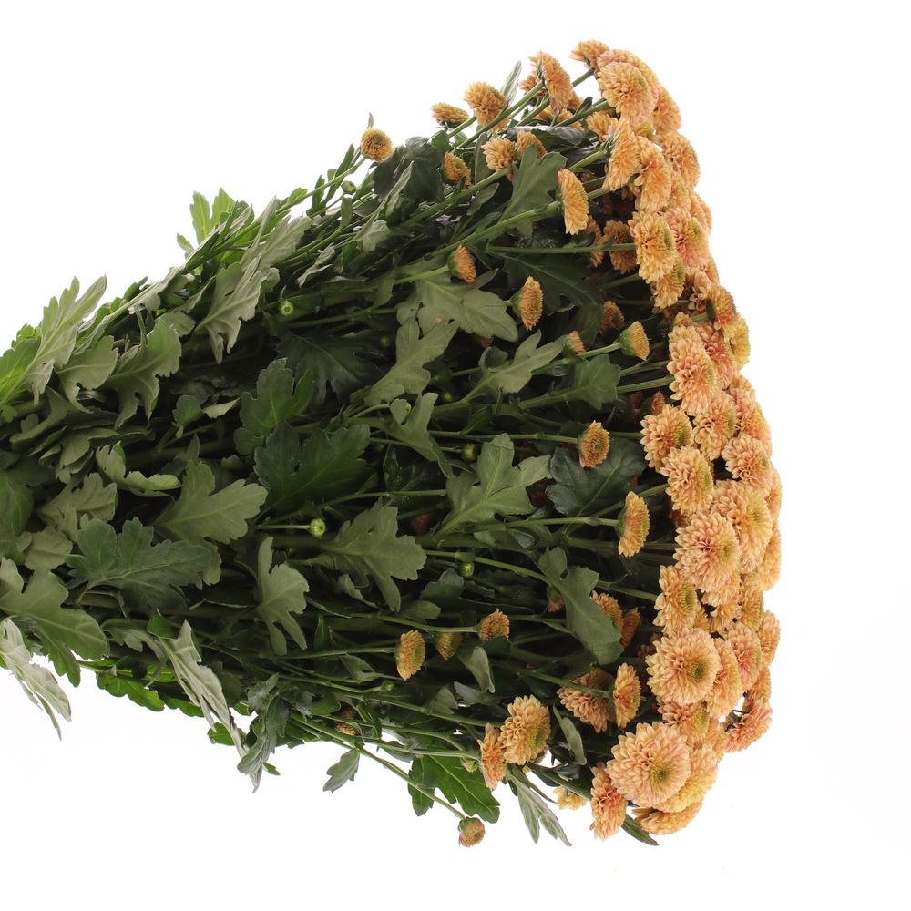 Santini apricot Doria 55cm 1000 Gramm