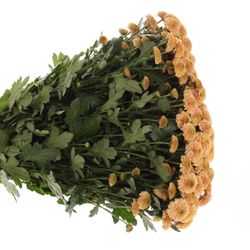 Santini apricot Doria 55cm 1000 Gramm