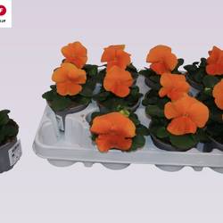 Stiefmütterchen F1 orange T09 H015