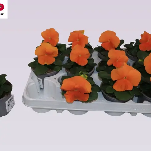 Stiefmütterchen F1 orange T09 H015