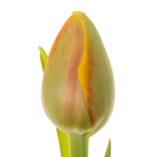 Tulpe orange/gelb doppel Imon 40 Gramm