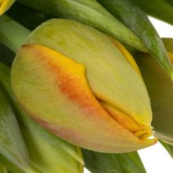 Tulpe orange/gelb doppel Imon 40 Gramm