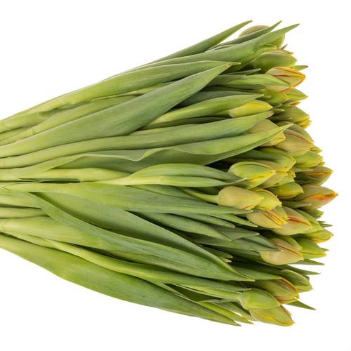 Tulpe orange/gelb doppel Imon 40 Gramm