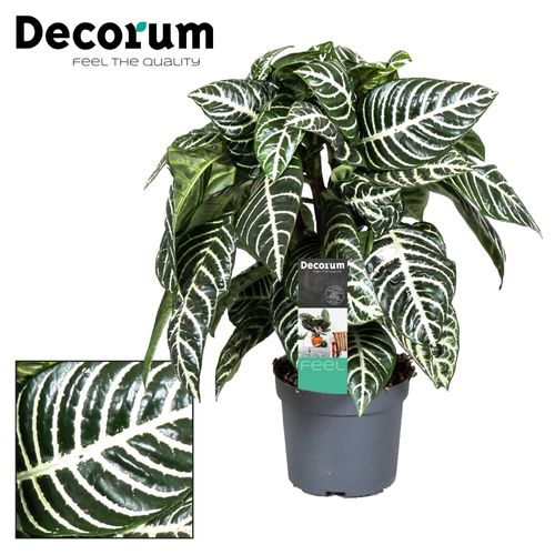 Botanica Aphelan T13 H35