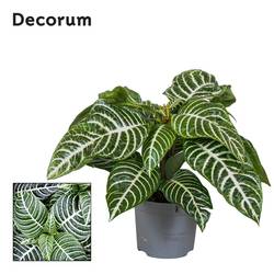 Botanica Aphelandra T13 H35