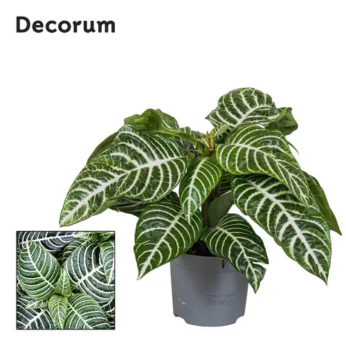 Botanica Aphelandra T13 H35