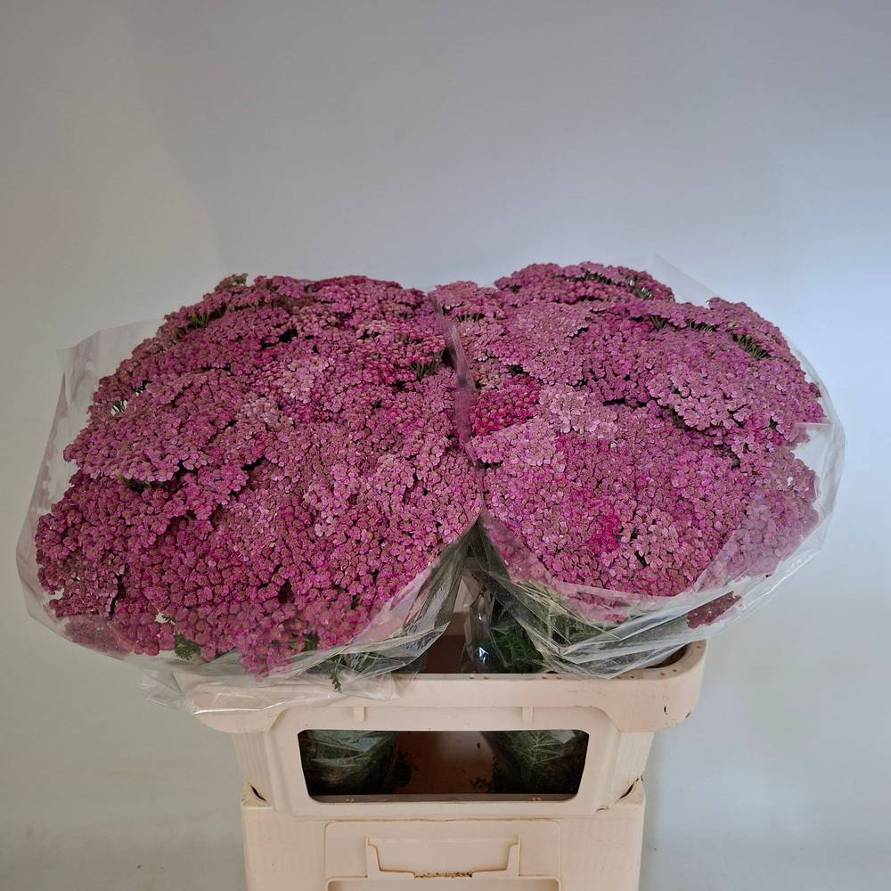 Achillea rosa Daphne 75cm