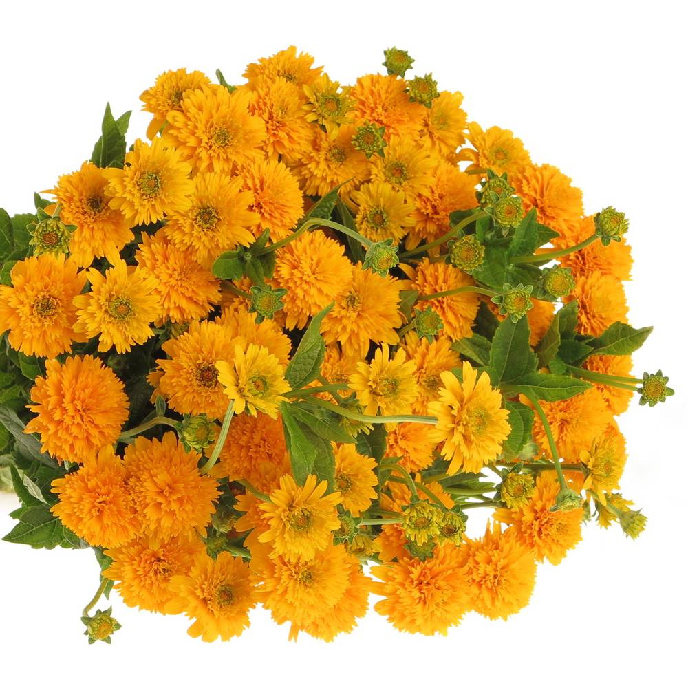 Heliopsis gelb Asahi 80cm