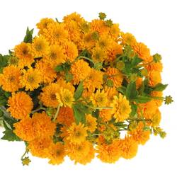 Heliopsis gelb Asahi 80cm