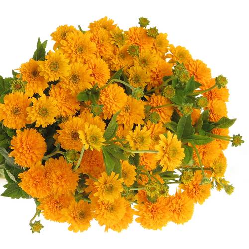 Heliopsis gelb Asahi 80cm