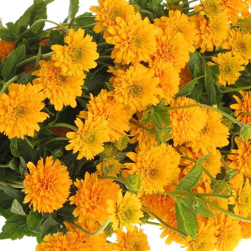 Heliopsis gelb Asahi 80cm