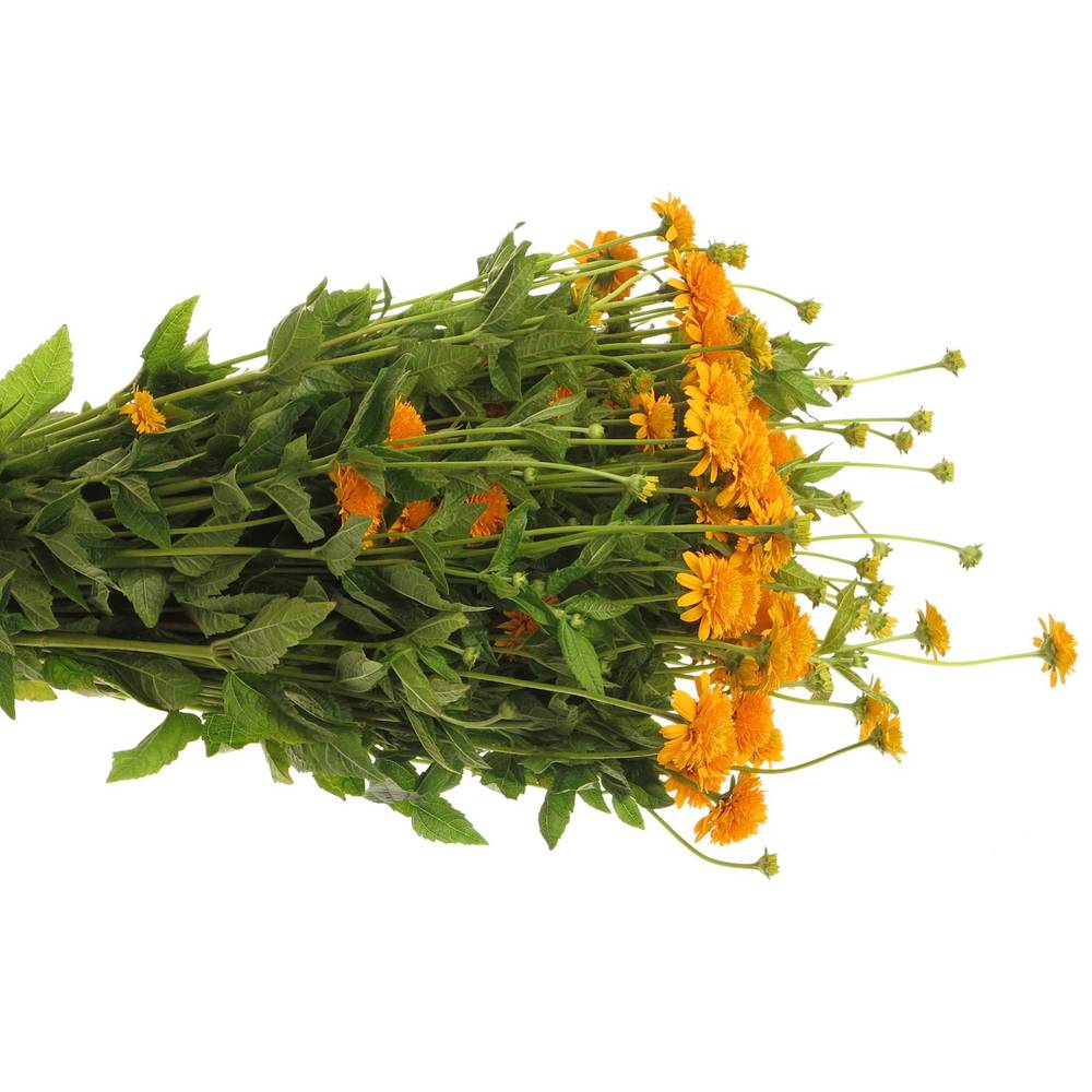 Heliopsis gelb Asahi 80cm