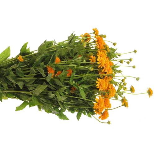 Heliopsis gelb Asahi 80cm