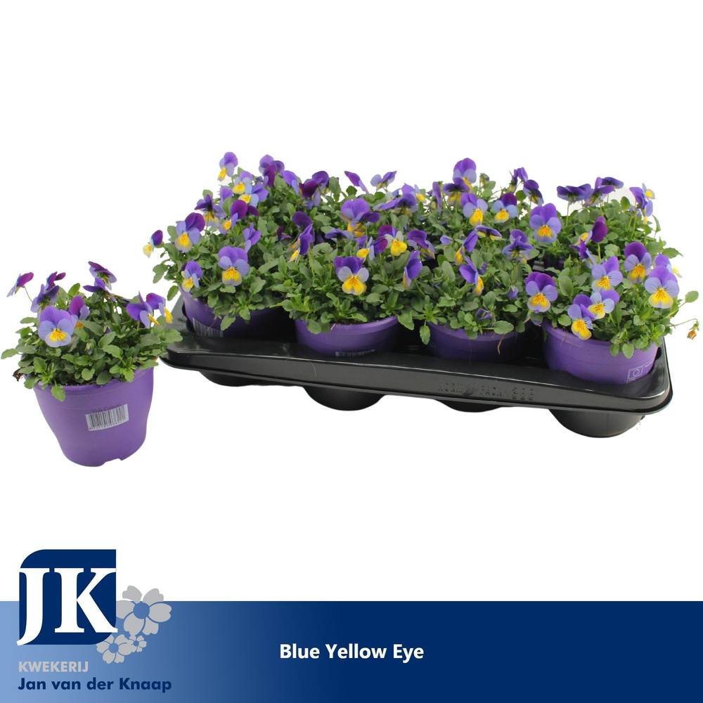 Hornveilchen blau/gb T14 H015