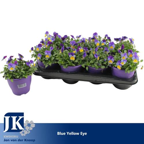 Hornveilchen blau/gb T14 H015